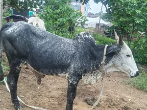 Healthy and Affordable Cows