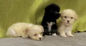 1-3 months Female Purebred Lhasa Apso