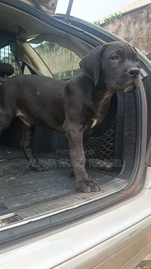 3-6 months Male Purebred Cane Corso
