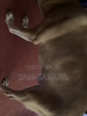 1+ year Male Mixed Breed Mongrel (No Breed)