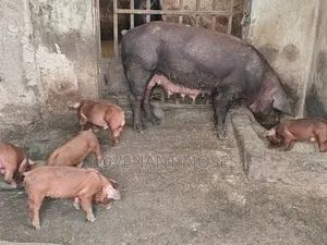 Duroc Piglet