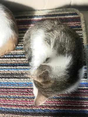 1-3 months Female Purebred Persian