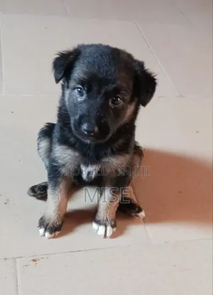 1-3 months Male Purebred German Shepherd
