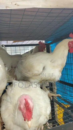 Broiler Chickens