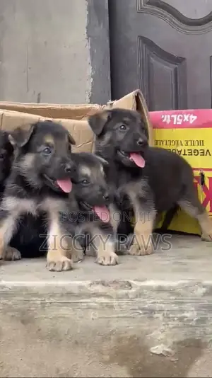 1-3 months Female Purebred German Shepherd