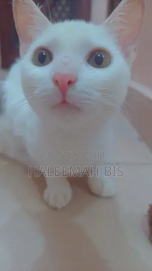 1+ year Male Purebred Cat