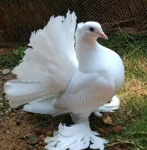 Fantail Pigeon