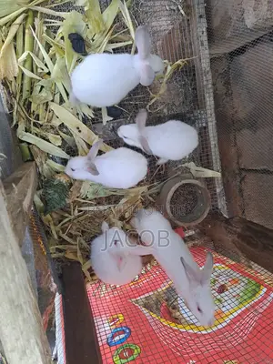 Hyla Rabbits