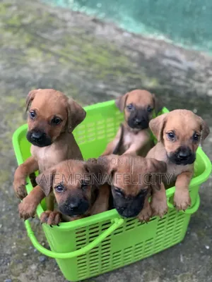 1-3 months Male Mixed Breed Boerboel
