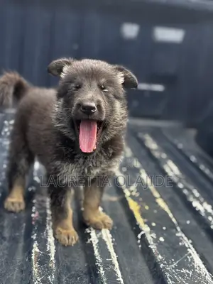 1-3 months Male Purebred German Shepherd