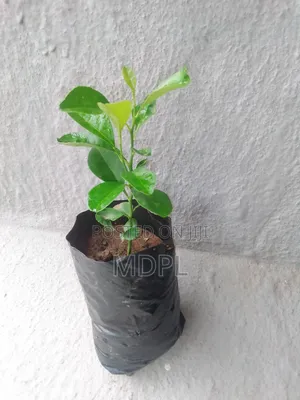 Lime Seedlings