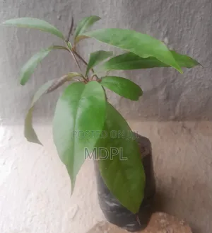 African Star Apple Seedling