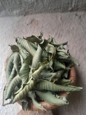 Dried Guava Leaves