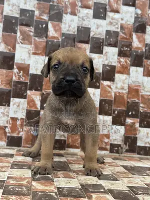 1-3 months Female Purebred Boerboel