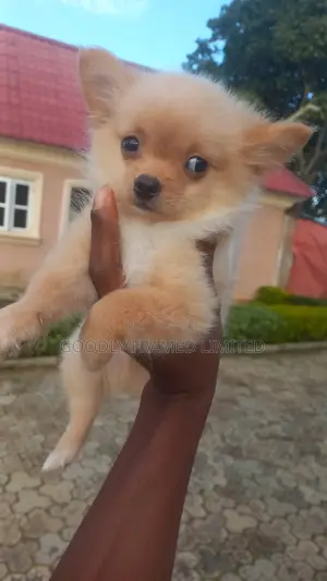 1-3 months Male Purebred Pomeranian