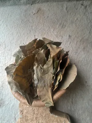 Dried Avocado Leaves