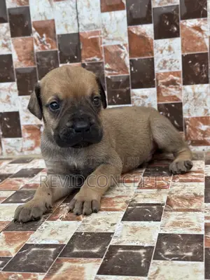 1-3 months Female Purebred Boerboel