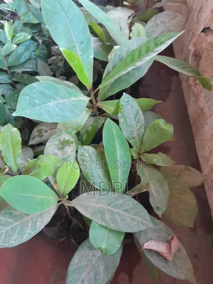 Almond Fruit Seedling