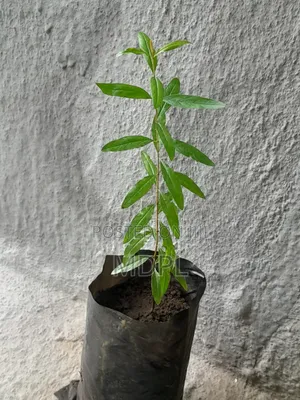 Pomegranate Seedling