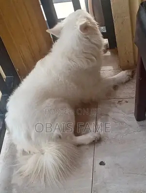 1+ year Male Purebred American Eskimo