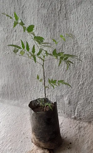 Neem Seedling