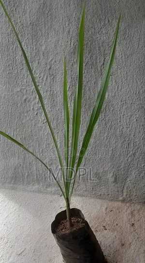 Lemon Grass Seedling