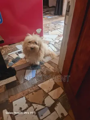1+ year Male Mixed Breed Lhasa Apso