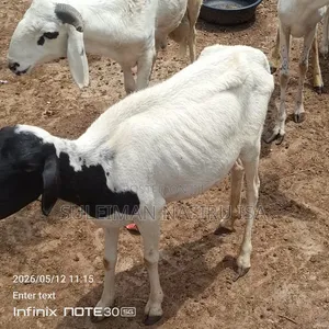 3 Months Pregnant Ewe / Sheep
