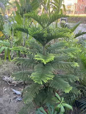 Island Pine