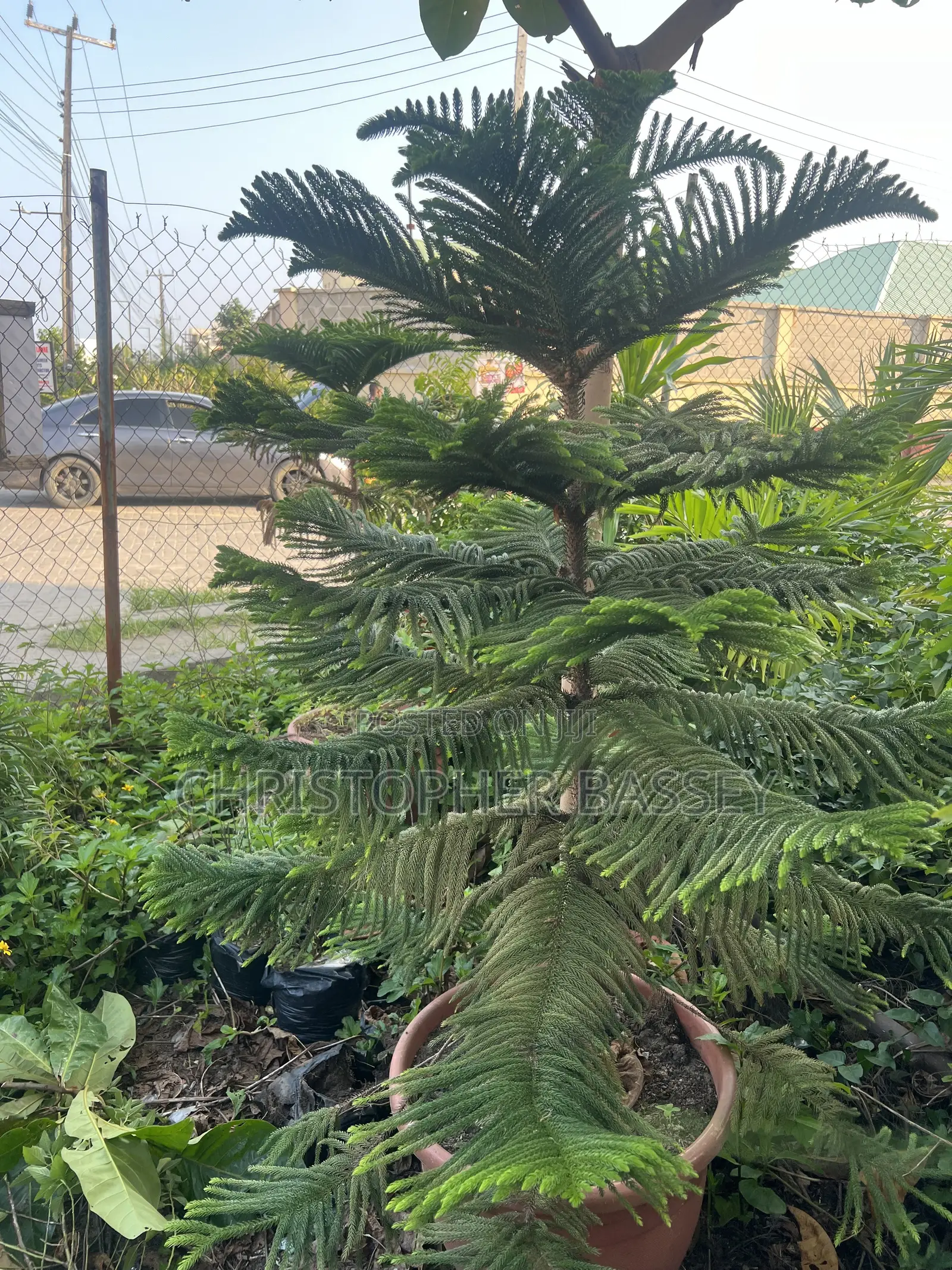Island Pine