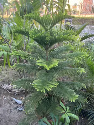 Island Pine