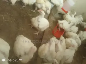 4 Weeks Old Broilers