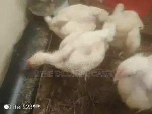 4 Weeks Old Broilers