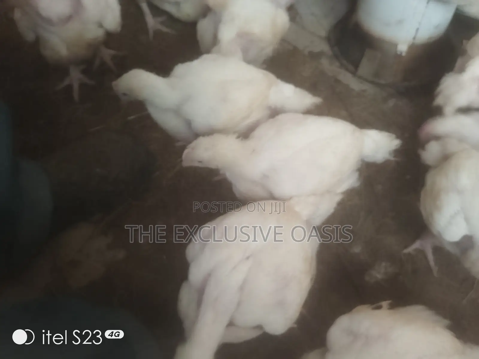 4 Weeks Old Broilers