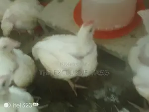 4 Weeks Old Broilers