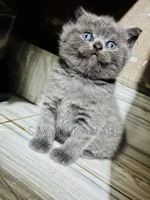 1-3 months Male Purebred British Shorthair