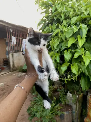 1-3 months Male Purebred American Shorthair