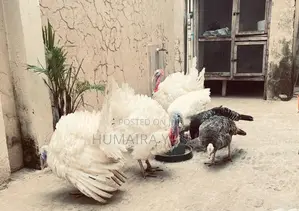 Hybrid Turkey for Christmas-15kg