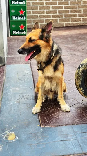 1+ year Male Purebred German Shepherd