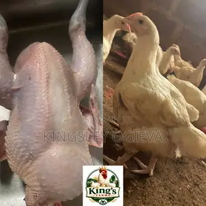 Farm Fresh Broilers Available Now!