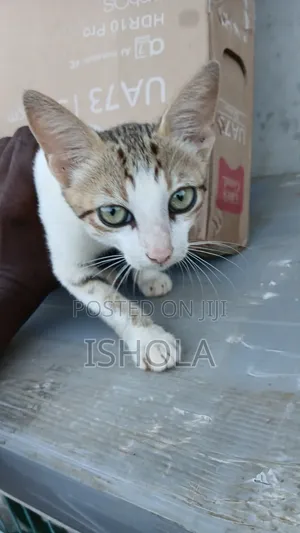 3-6 months Male Mixed Breed American Shorthair