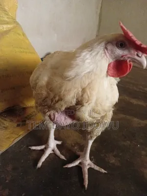 Chicken for Sale