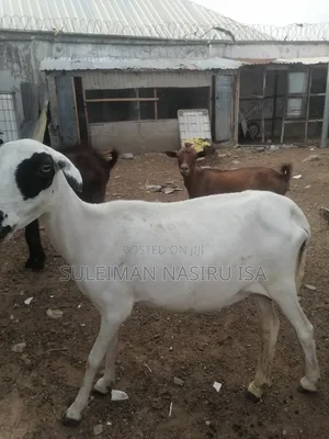 2 - 3 Months Heavily Pregnant Sheep / Ewe