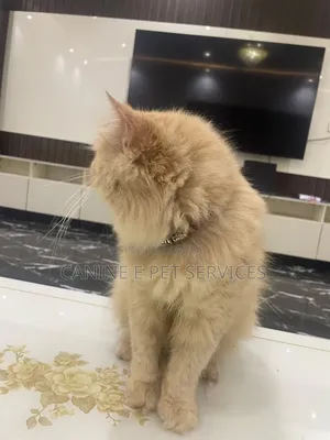 Male Purebred Persian
