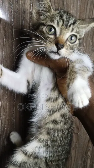 1-3 months Male Purebred American Shorthair