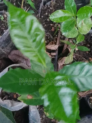 Healthy Arabica Coffee Seedlings for Sale High Yield Variety