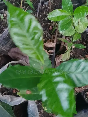 Healthy Arabica Coffee Seedlings for Sale High Yield Variety