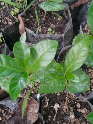 Healthy Arabica Coffee Seedlings for Sale High Yield Variety