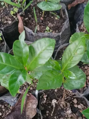 Healthy Arabica Coffee Seedlings for Sale High Yield Variety