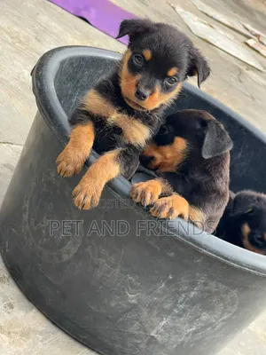 1-3 months Female Purebred Rottweiler